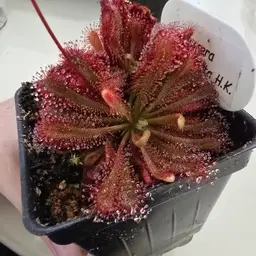 SEEDS Drosera oblanceolata H.K