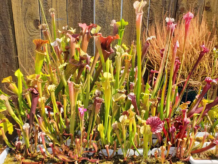 One medium sized growers choice Sarracenia