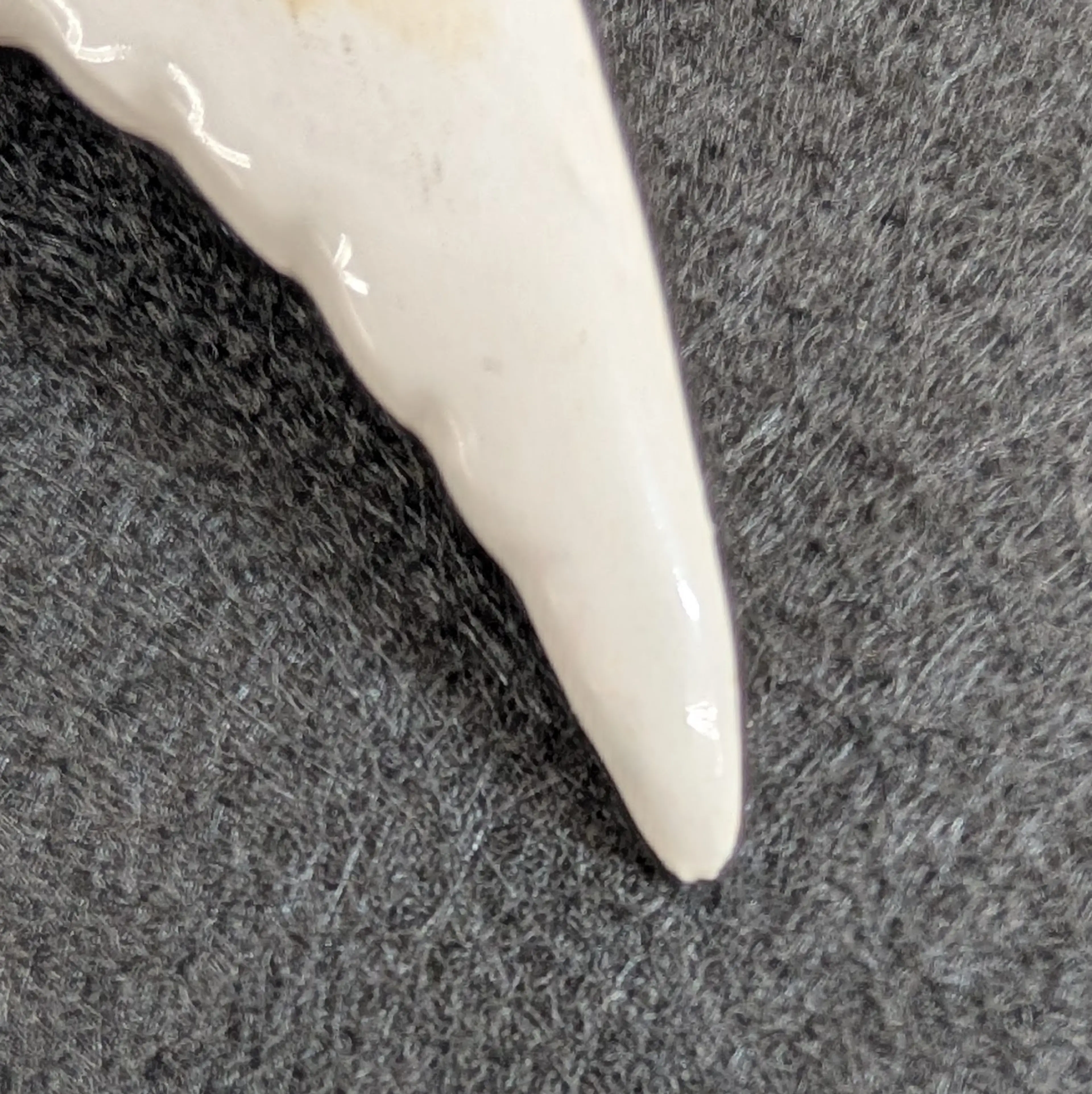 Image 5 of 7