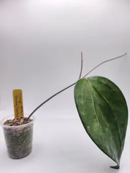 Hoya MB1173 ‘Penny Candy’ (Yellow)