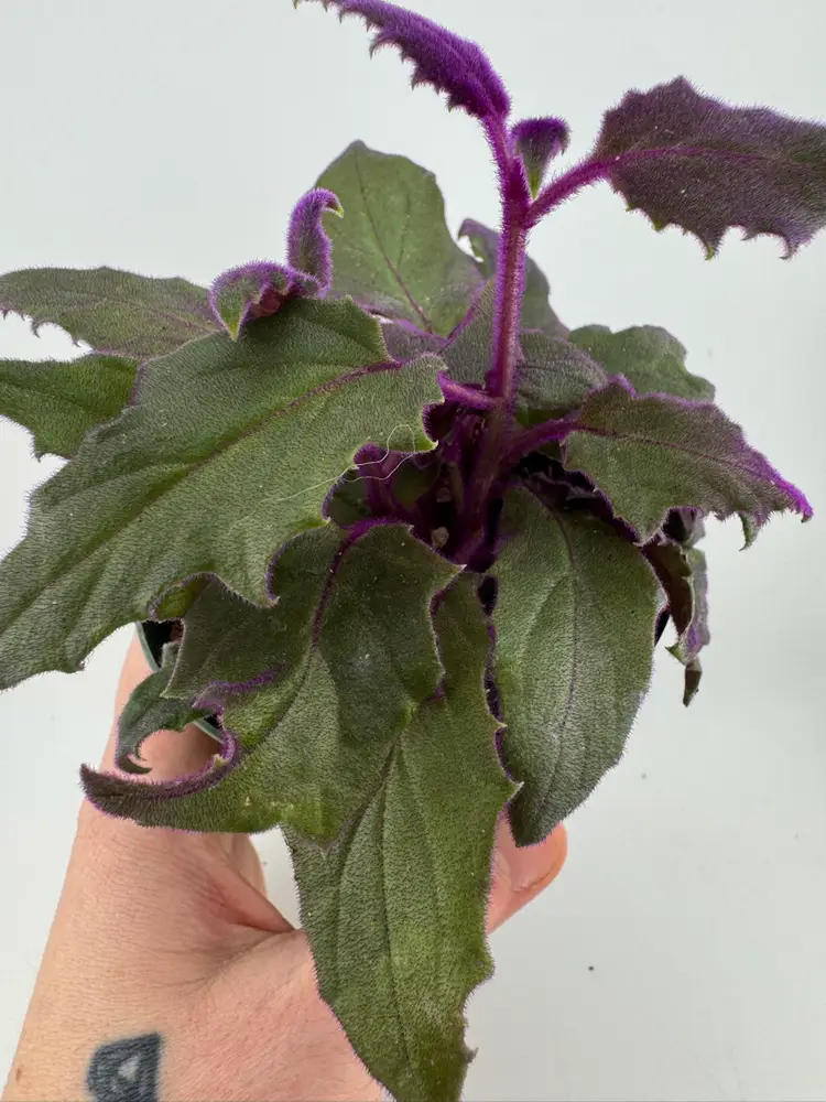 1133 | 4” Purple Passion