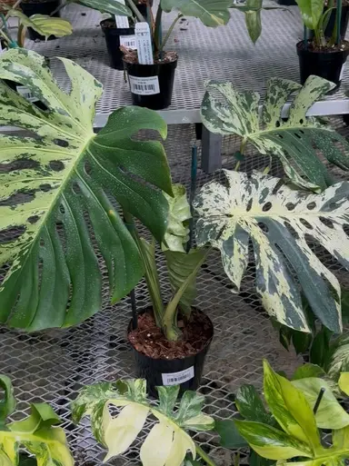 Monstera Live 🔥