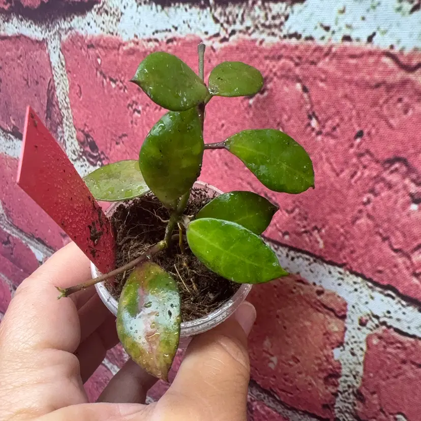 Hoya Lacunosa Black inferno