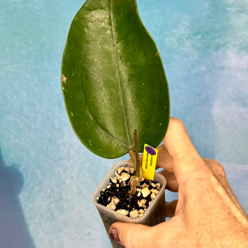 60 Hoya verticillata (formerly pottsii)