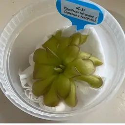SC-33 Pinguicula mirandae x (laueana x rectifolia)
