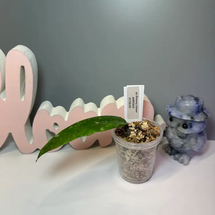 76 sp Gunung Leuser NAPC005