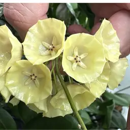 1092 Hoya campanulata (Splash)