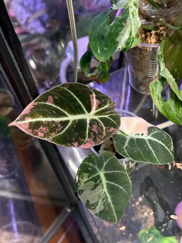 SNL with Plants 🌱 