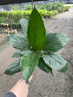 6” Spathiphyllum Peace Lily