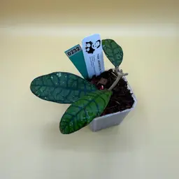 0232 Callistophylla Vena