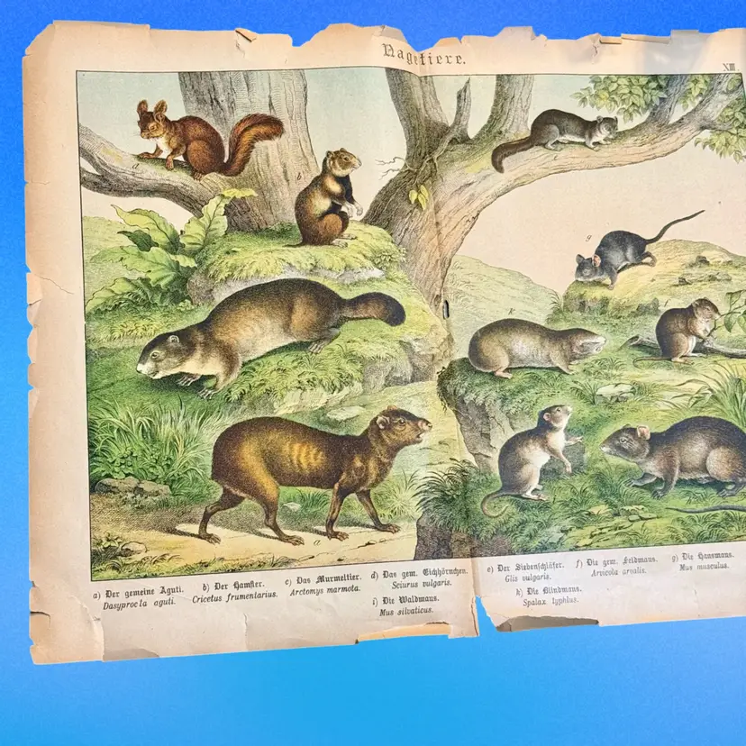 #23 Antique Color German Natural History of Animals Rodents Lithograph