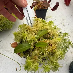 N. carunculata X Eddy