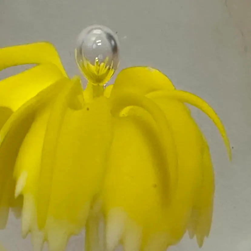 Egg Shaped Frosted Art Glass Paperweight with Yellow Flower & Controlled Bubble