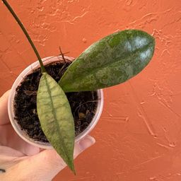 3018 Hoya aff lambii (silver)