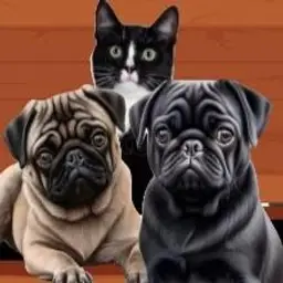 Happa’s Hope Chest