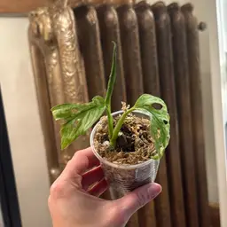 European Mint Adansonii