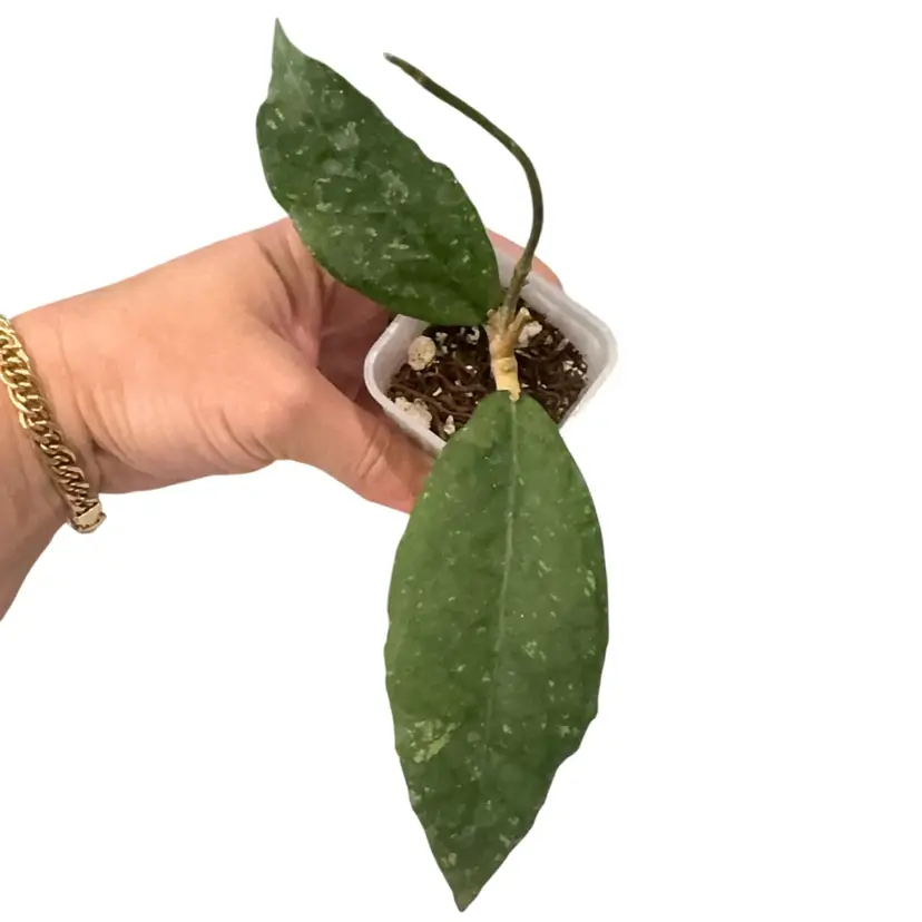 Hoya Aceh Venomous Anger