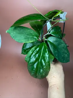 AH 098 x unk. RHM25124-JLC3