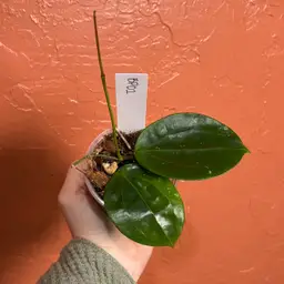 Hoya BP01 (grower’s choice)