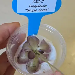 CSC-C Pinguicula "Grape Soda"