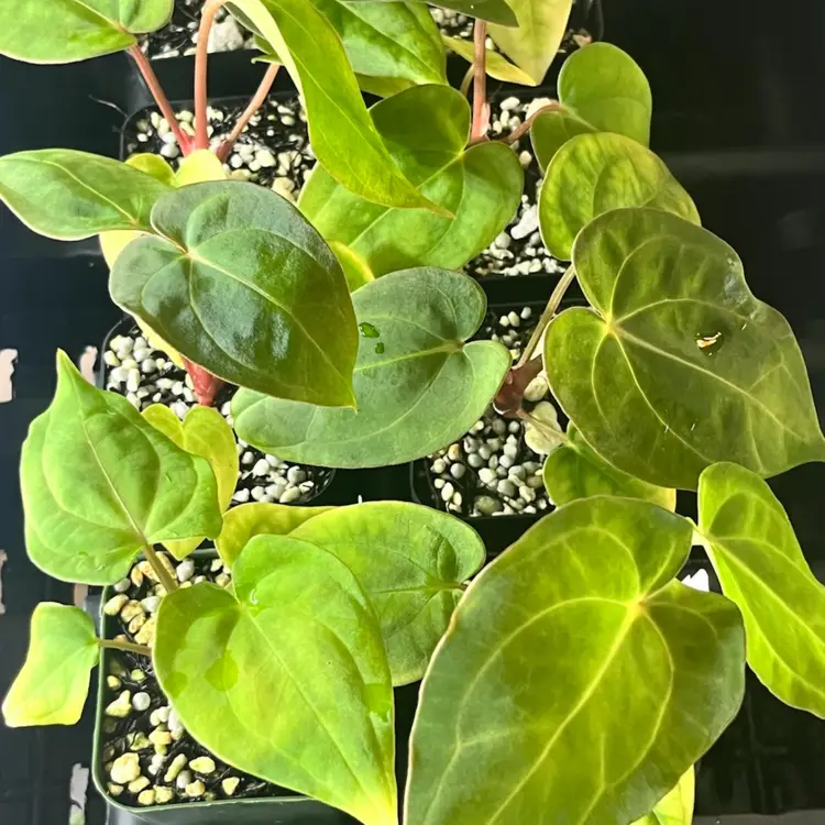 123D - GC - Black Velvet Eastern Panama X Carlablackiae ‘RA3’