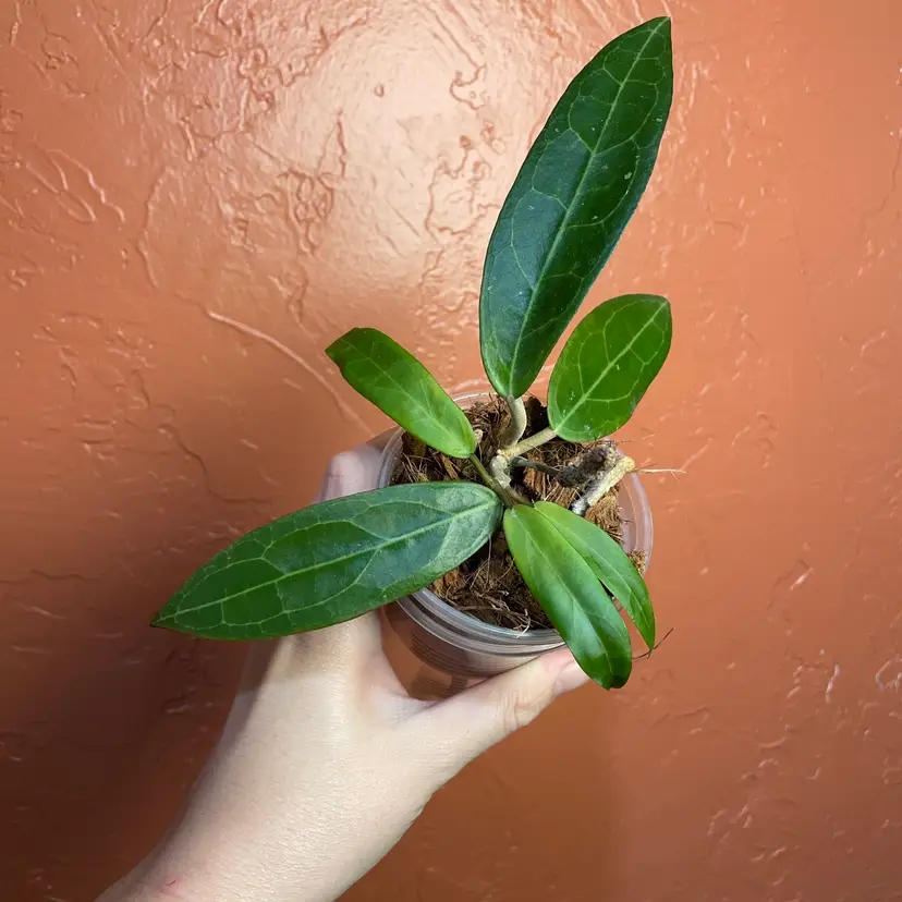 04 Hoya ‘Love Affair’ GTX01-1 (elliptica Borneo x benguetensis Cagayan)