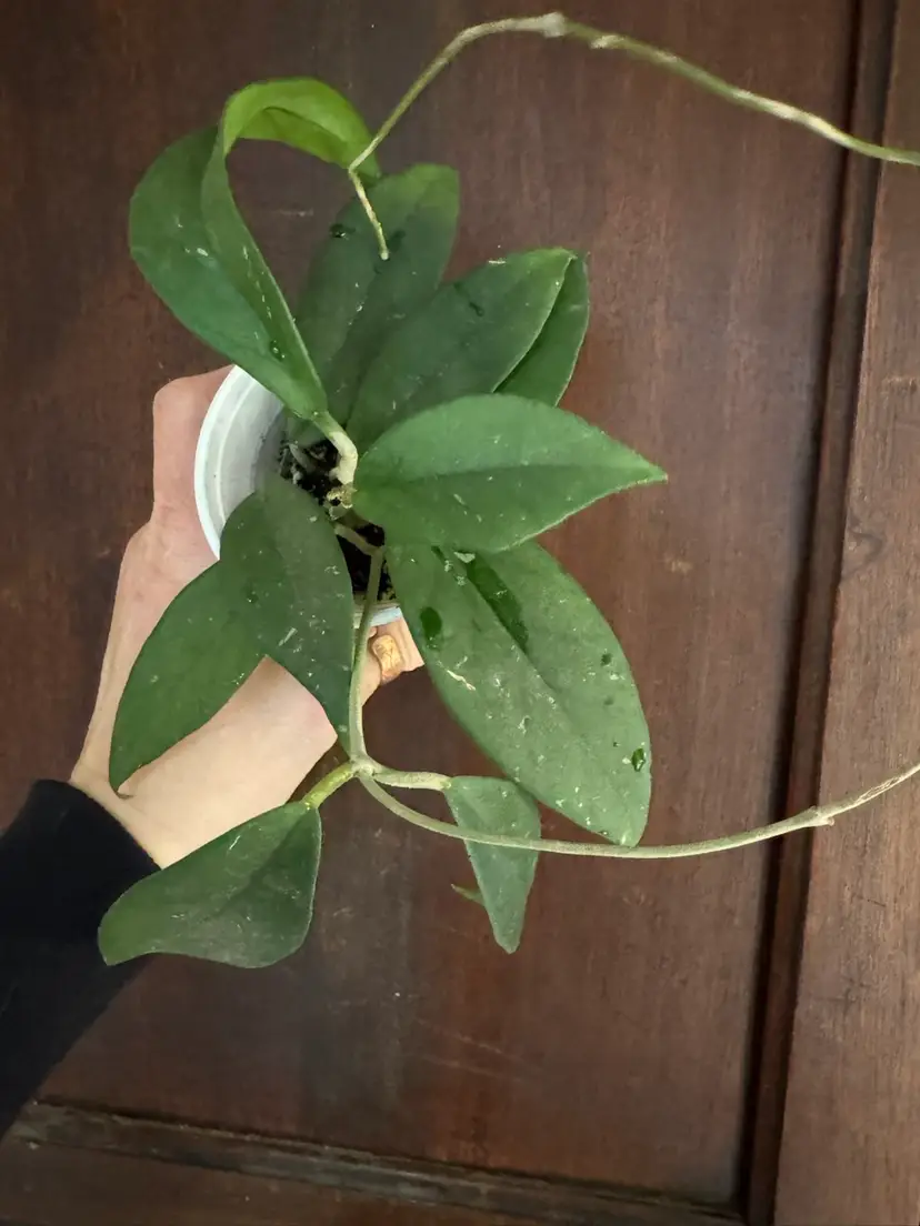 Pubicalyx X Fungii hybrid