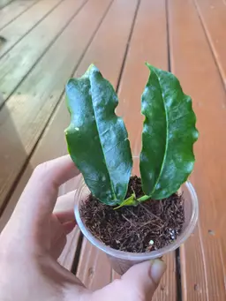 Hoya surisana