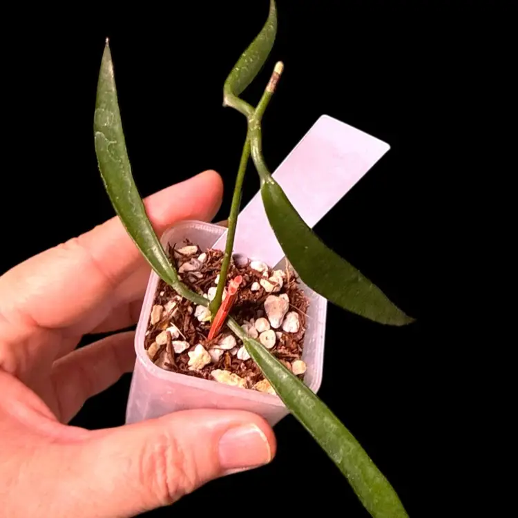 22-dischidia Parasitica