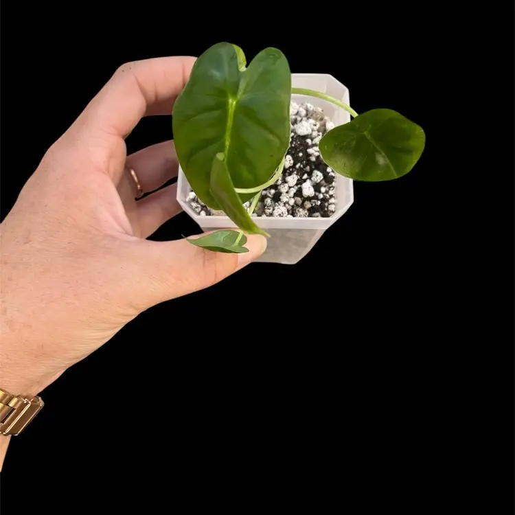 Alocasia Frydek (green)