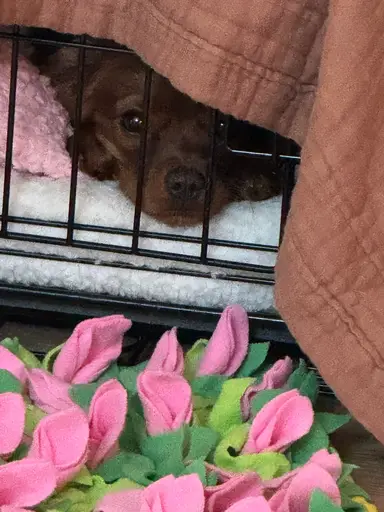 Chorin takes No Holiday