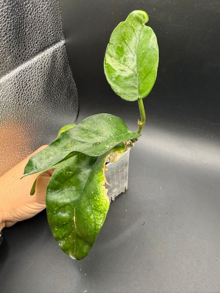 Hoya Tam Dao