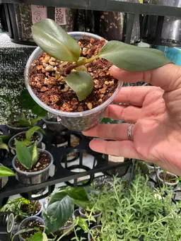 3408 Philodendron Red Heart