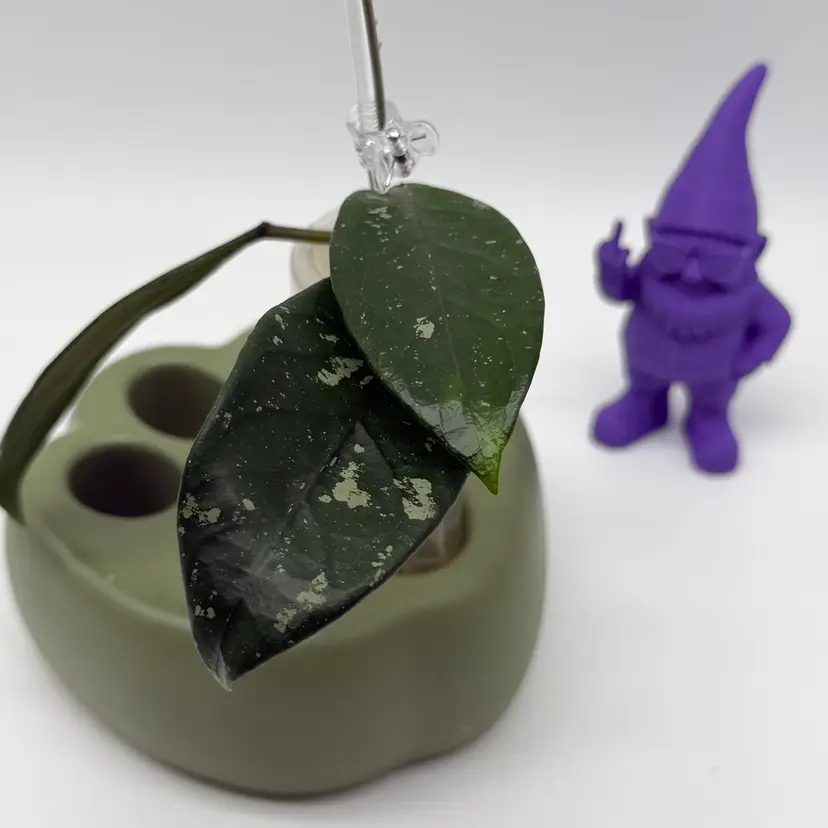 T20 sp Lai Chau (Long Leaf, Splash)
