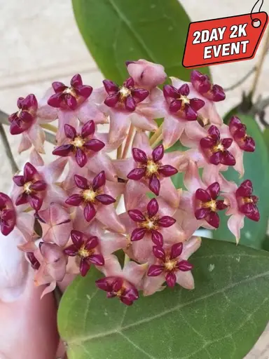 2 Day 2K! Hoyas Yay!