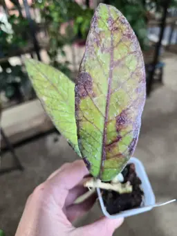 50. sp Aceh Bur Agusen