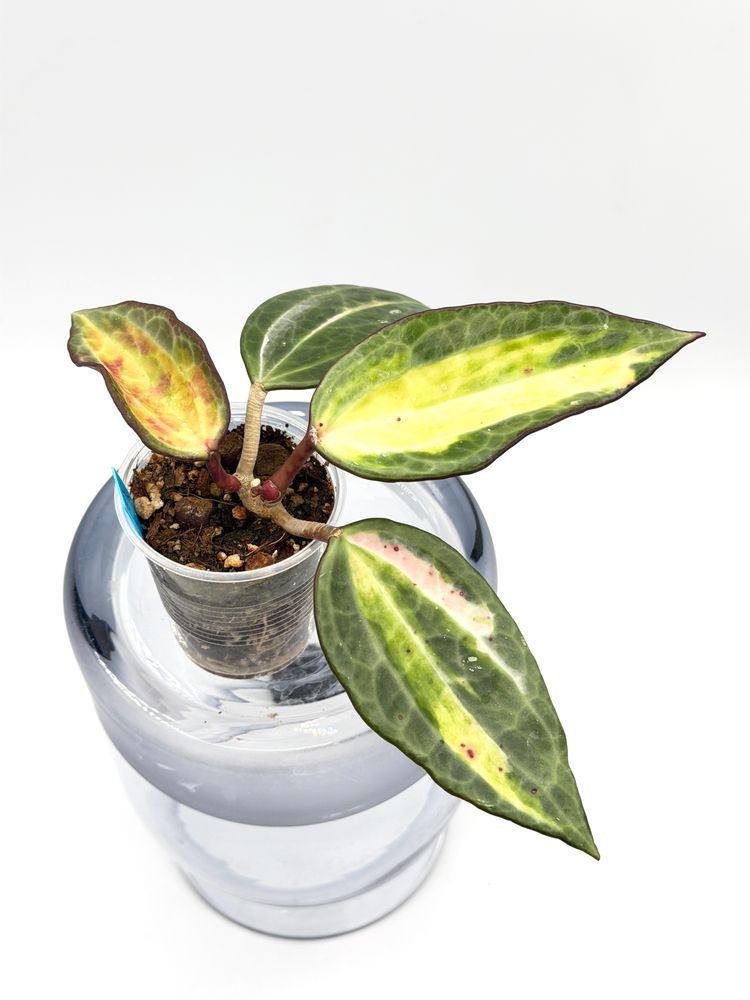 Hoya latifolia POG