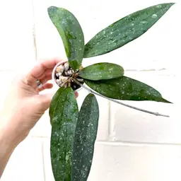 Hoya Rindu Rafflesia Splash