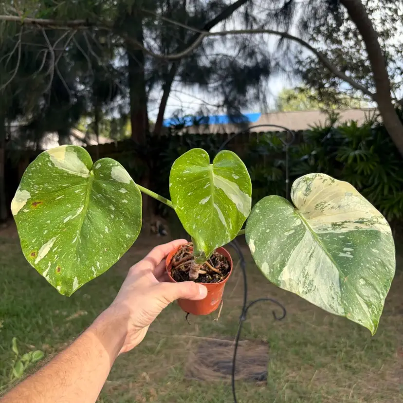 Monstera âThai Constellationâ