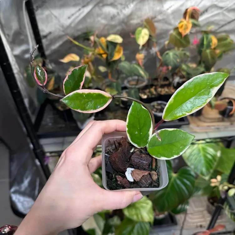 Hoya Flamingo Dream