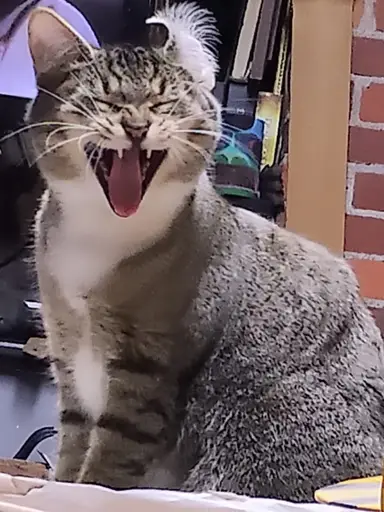 Sunday Morning At Vintiquity With Nuria