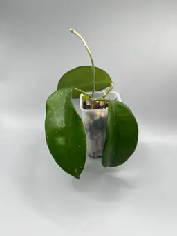 h skinneriana (dee's big one) (#2)