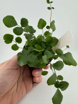 1152 | 2” Button Fern