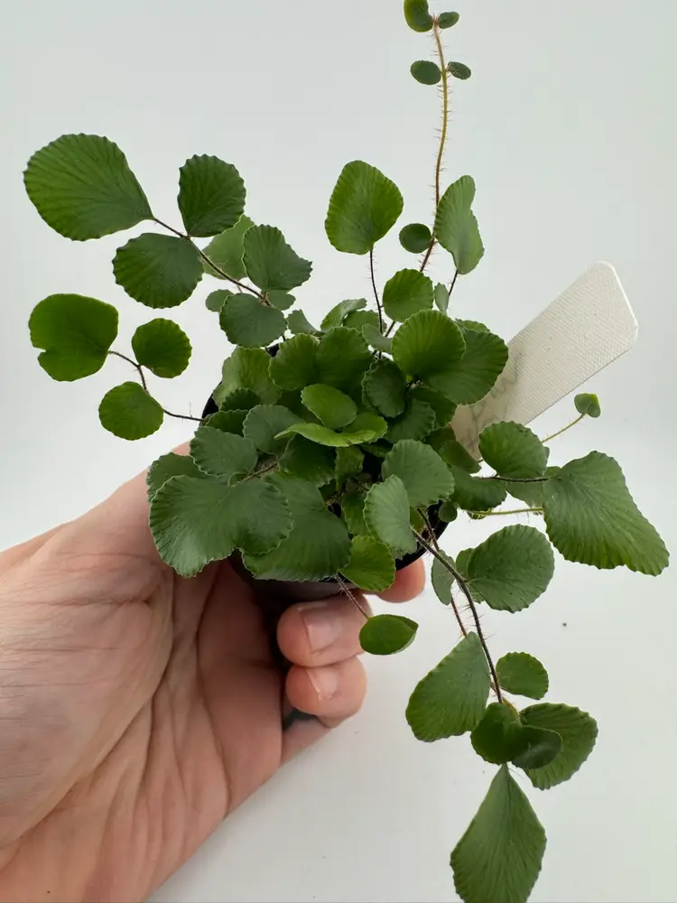 1152 | 2” Button Fern