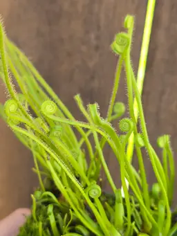 Drosera 'Florida Giant'