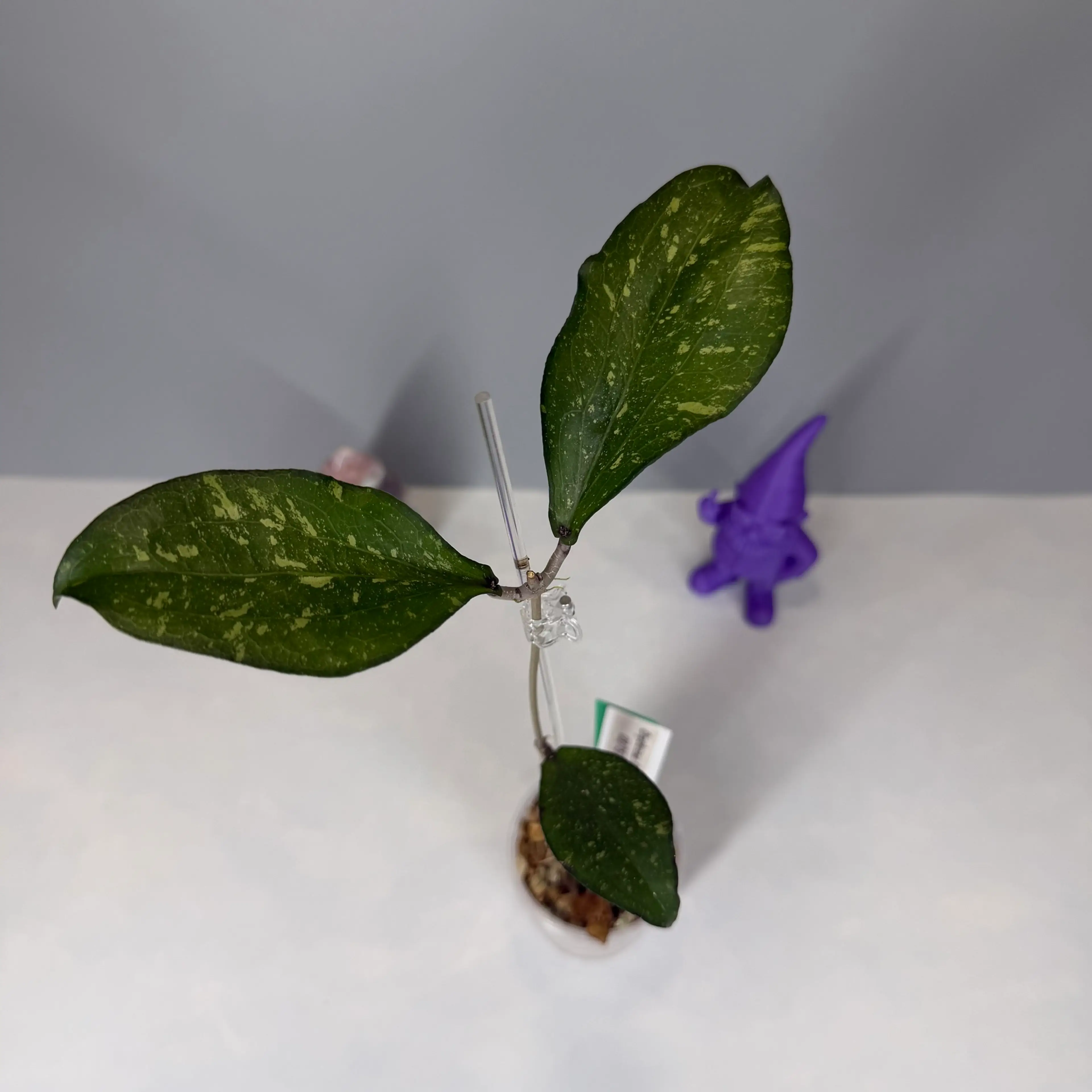 Image 2 of 2