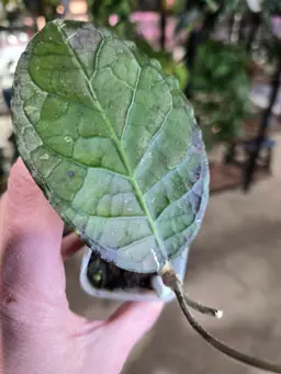 51. sp Aceh dragon egg