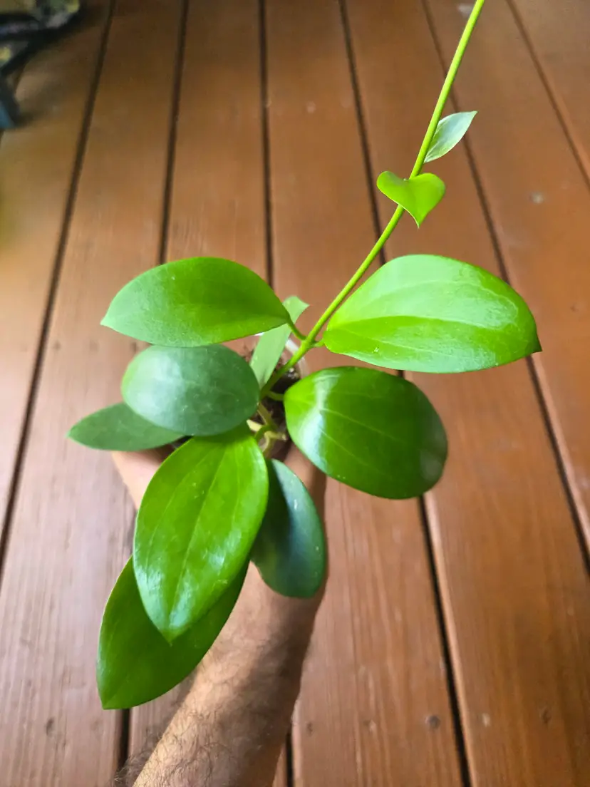 Hoya MB1414 dark form