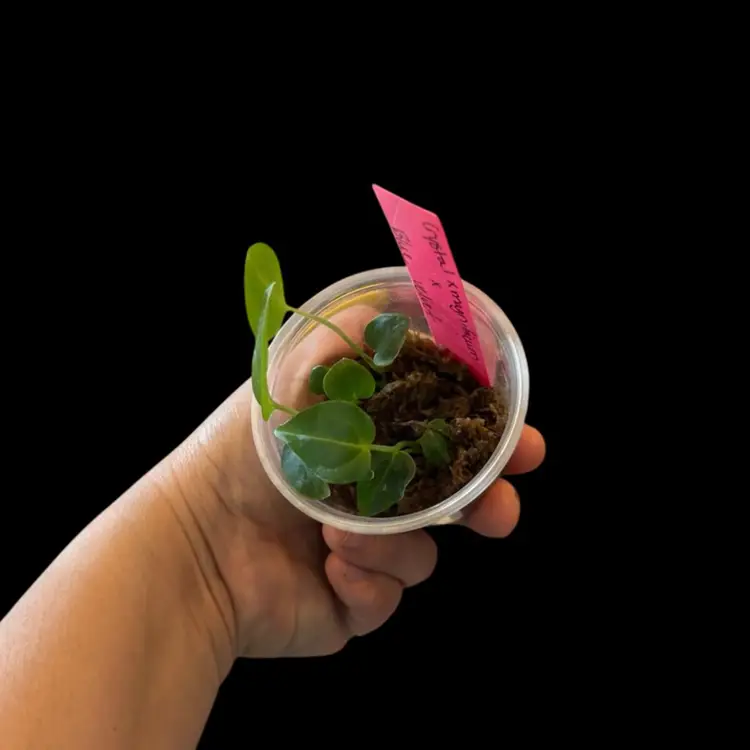 594 community pot Anthurium (Crystal x mag) x blue velvet seedlings