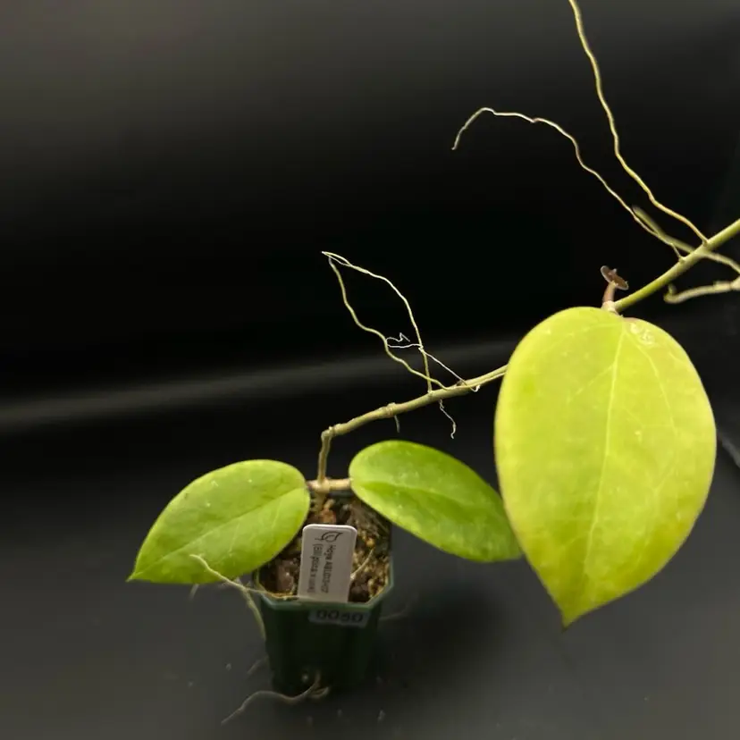 0050 Hoya ABL013-07 (Elliptica x unk)